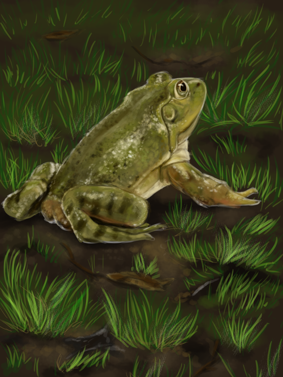 ambiguous_gender amphibian black_eyes butt dirt drgn8d feral frog grass green_skin leaf looking_away realistic solo