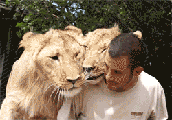 cute feline female feral hug human lion low_res male mammal nuzzle real