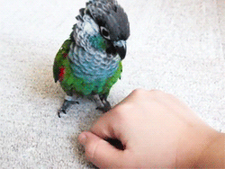animated avian beak bird bite cute disembodied_hand feathers feral hand human low_res mammal nom parrot real