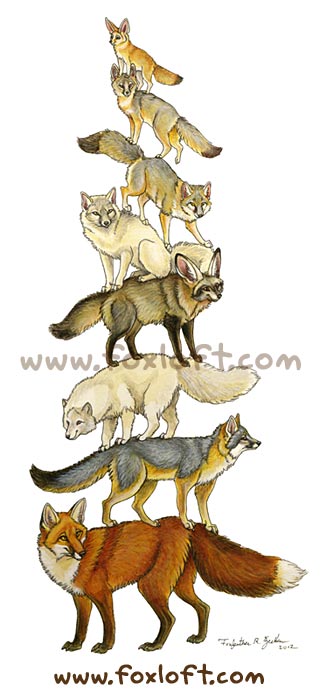 ambiguous_gender arctic_fox bat-eared_fox canine cape_fox corsac_fox fennec feral fox foxfeather grey_fox group kit_fox mammal plain_background swift_fox white_background