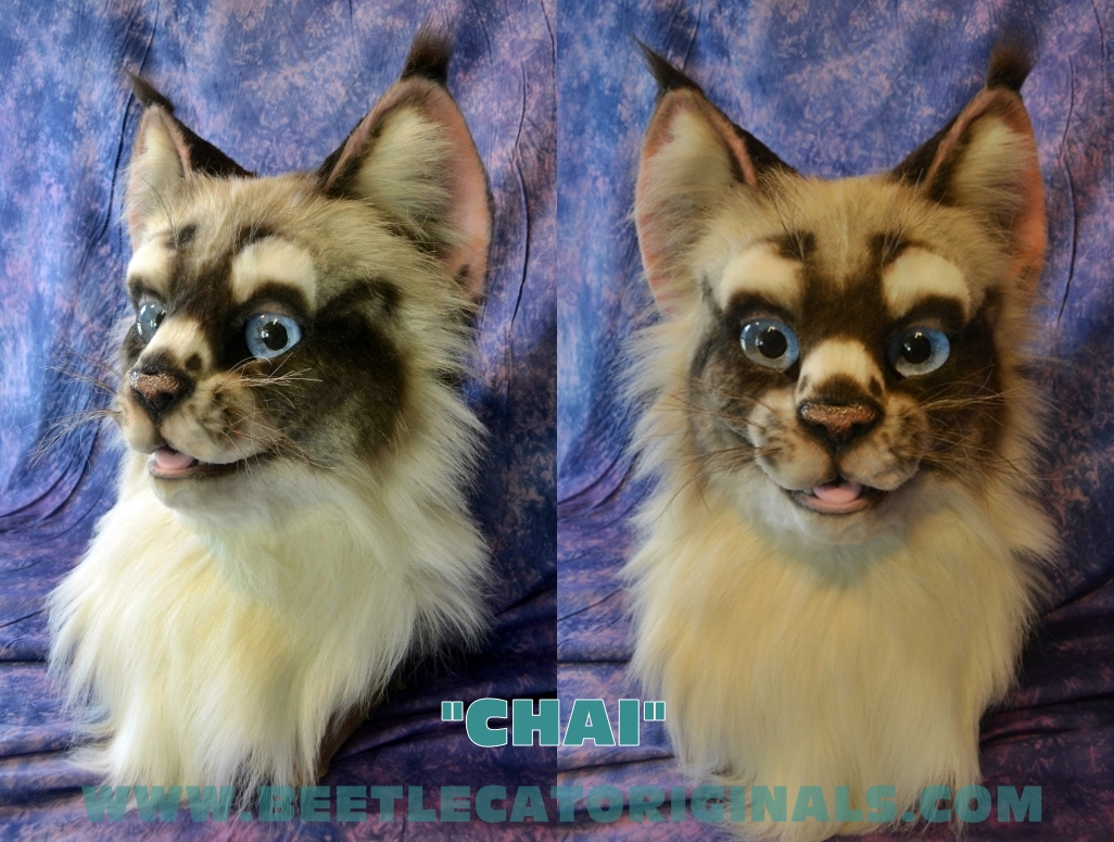 beetlecat blue_eyes cat costume feline fursuit mammal mask real siamese