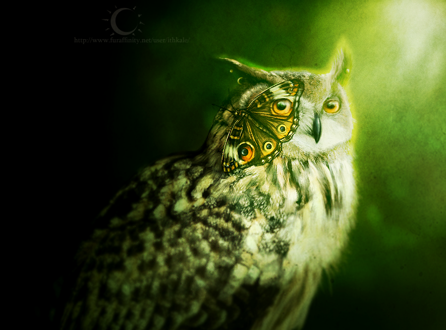 amber_eyes avian beak butterfly feral green_theme insect ithkale looking_at_viewer owl realistic watermark