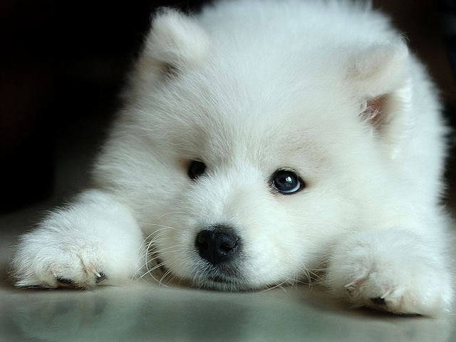 canine cute feral fur mammal photo real solo white white_fur wolf