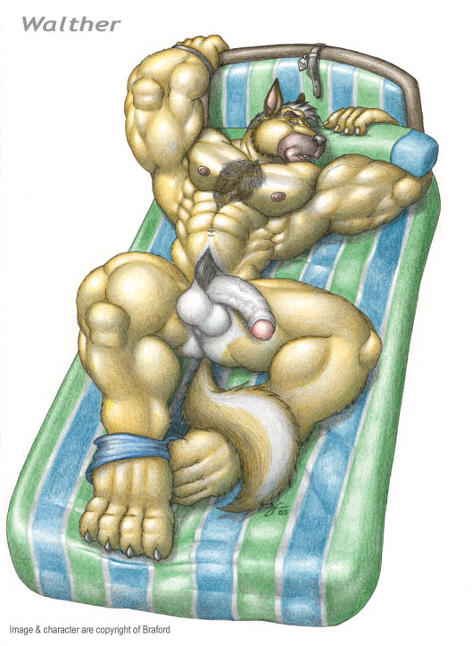 abs anthro balls bed biceps big_muscles big_penis blue_eyes bottomless braford canine chest_tuft claws clothed clothing dog erection fur german_shepherd hairy half-dressed huge_muscles lying male mammal muscles nipples nude on_back pecs penis pillow pose reclining solo toe_claws topless tuft uncut underwear undressing vein