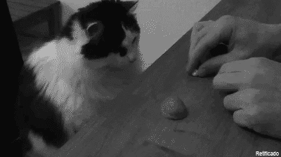 animated cat disembodied_hand feline game greyscale hand human mammal monochrome nut pea real shell walnut