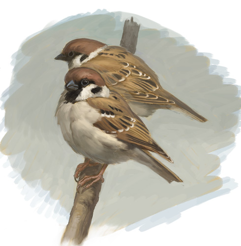 bird branch eurasian_tree_sparrow lowres nablange no_humans original sparrow