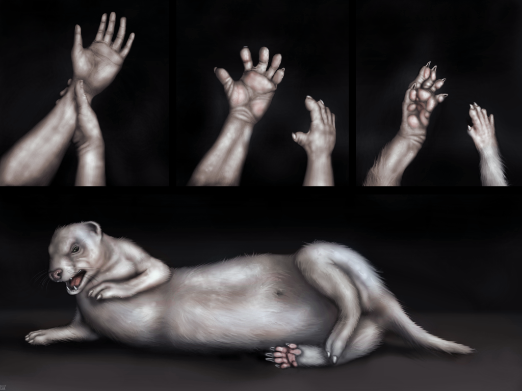 disembodied_hand feral ferret first_person_view hands mammal mustelid paws transformation weasel