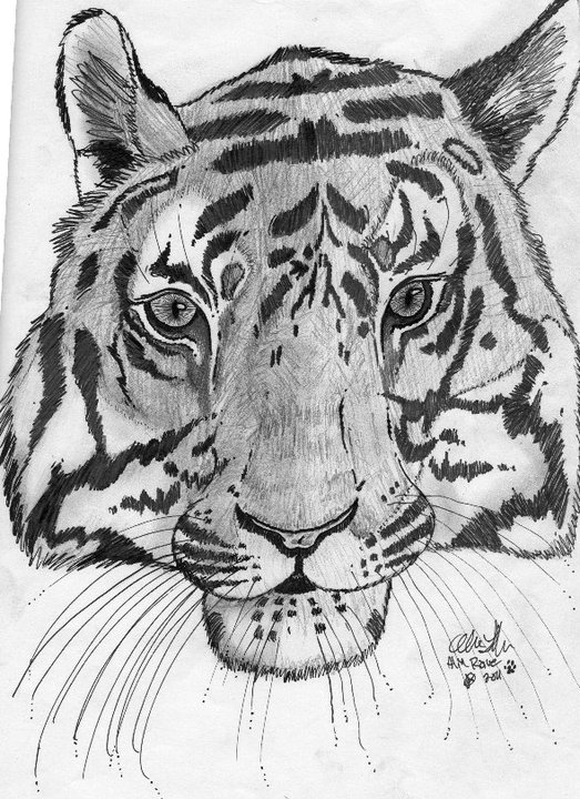 ambiguous_gender drawn feline fur looking_at_viewer mammal plain_background tiger