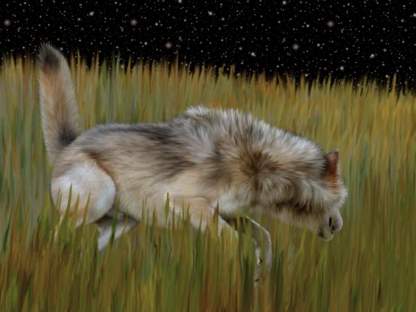 canine claws ebon_lupus male mammal night pos-stalking raised_tail realistic sheath stalking stars tall_grass wolf