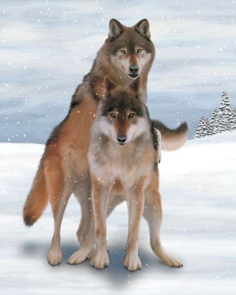 ambiguous_gender canine duo ebon_lupus feral hill mammal massage outside pos-mating snow snowing tree wolf