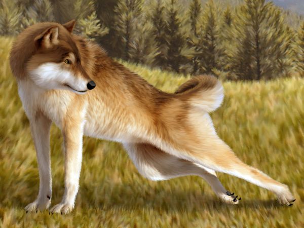 canine claws ebon_lupus female forest grass mammal pos-stretch realistic stretching tree wolf