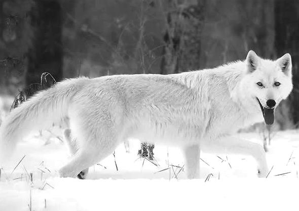 canine female outside snow tongue tongue_out white wolf