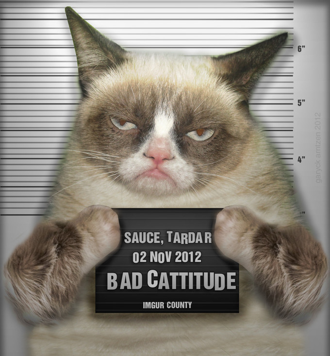 cat.police criminal english_text feline female feral frown line looking_at_viewer mammal mug photoshop real sauce.grumpy shot tardar_sauce tardtar text up.