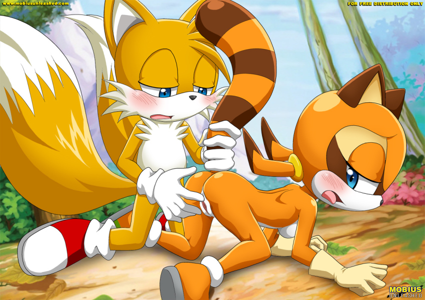 hedgehog invalid_tag marine_the_raccon sega sonic_(series) sonic_the_hedgehog tails