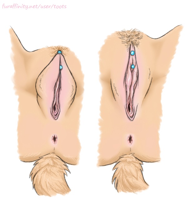 anatomically_correct anatomically_correct_pussy animal_genitalia anus canine_pussy clit_poercing clitoral_hood clitoris clitoris_piercing close-up female genital_piercing piercing pussy toots toots_(character)