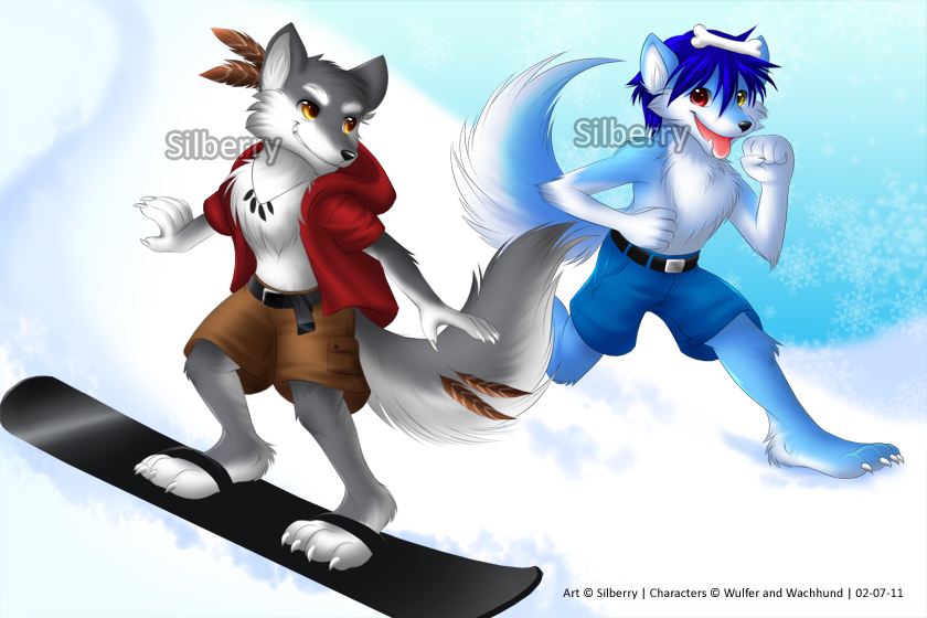 blue_husky canine dog duo feathers husky mammal running silberry snow snowboarding wachhund wolf wulfer