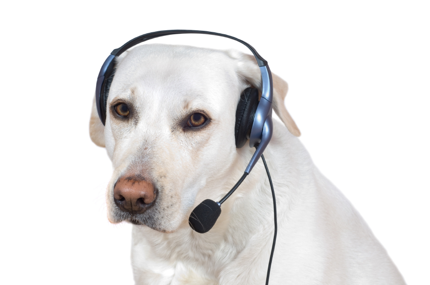 canine dog feral frown headset looking_at_viewer mammal nude plain_background real white_background