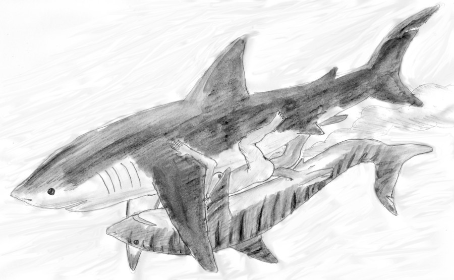 bestiality breasts claspers cum dp erection female feral fish great great_white_shark greatwhite greyscale hair interspecies male marine monochrome nude penis sea shark sketch tiger_shark tigershark unknown_artist water white