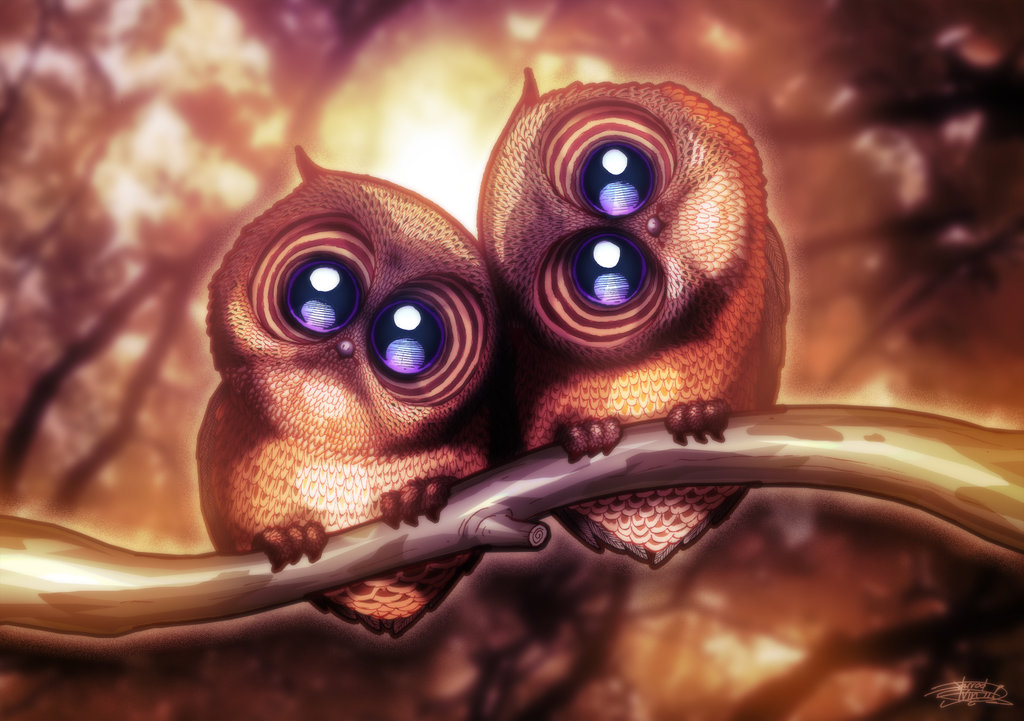 avian cute jarrrodelvin owl owls