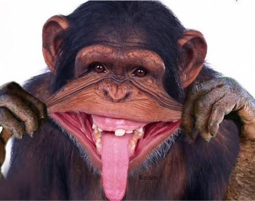:d chimpanzee humor monkey tagme