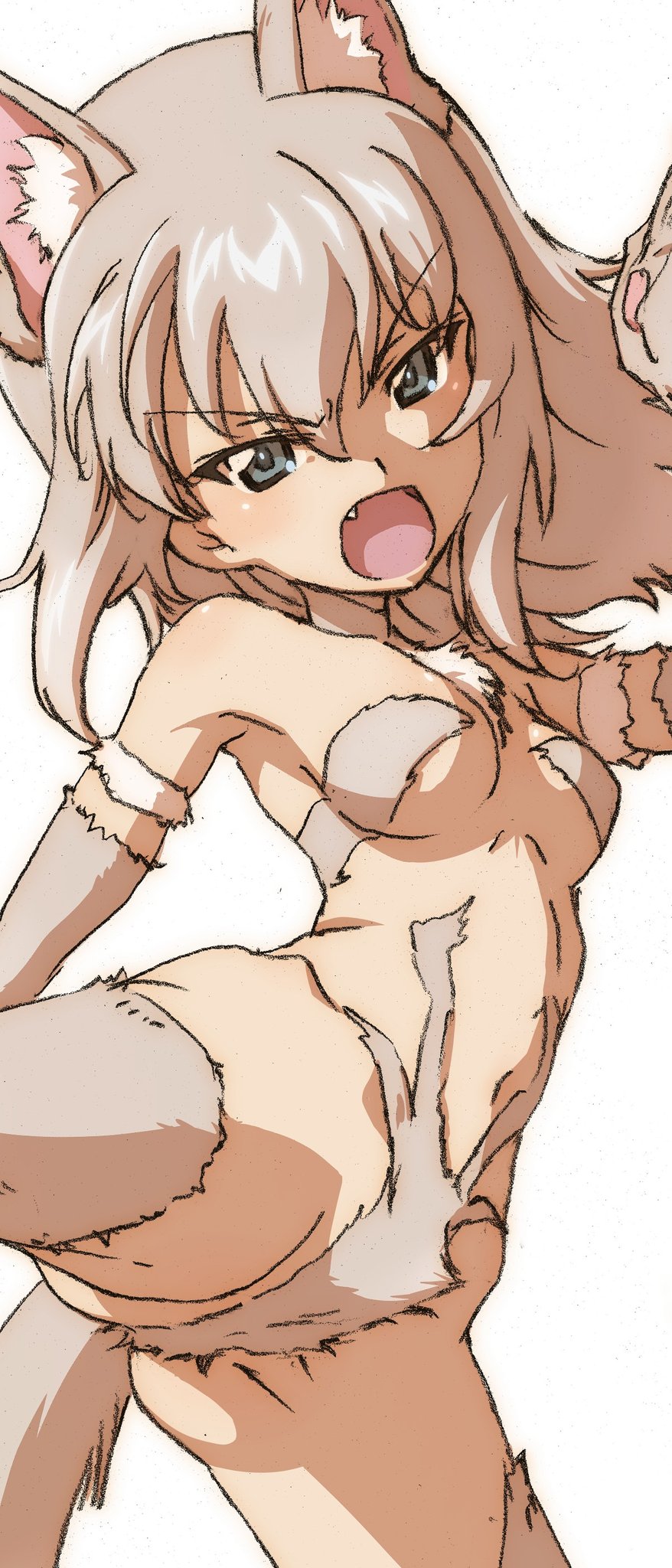 1girl animal_ears ass blue_eyes blush breasts cameltoe crotch erakin fang girls_und_panzer highres itsumi_erika long_hair looking_at_viewer navel open_mouth simple_background small_breasts solo tail white_background white_hair wolf_ears wolf_girl wolf_tail