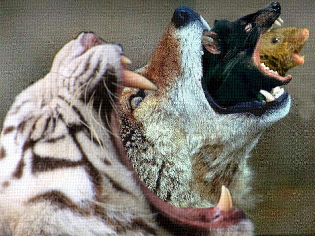 black canine feline feral gaping_maw interspecies mouse open_mouth predator/prey_relations real rodent tiger unknown_artist vole vorarephilia vore wolf