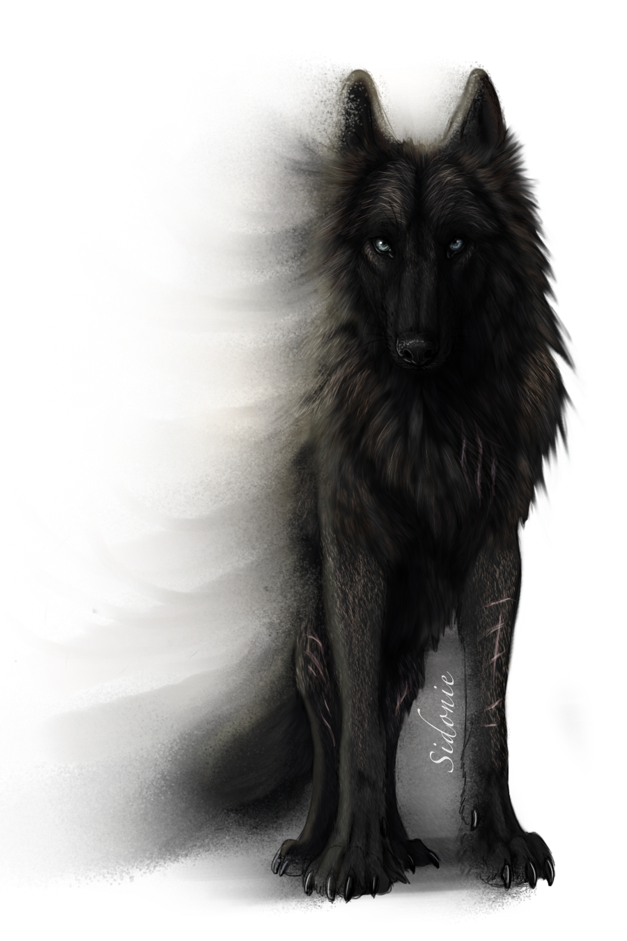 black_fur black_wolf blue_eyes canine claws feral fur grey_eyes looking_at_viewer mammal scar shadow sidonie solo standing wolf