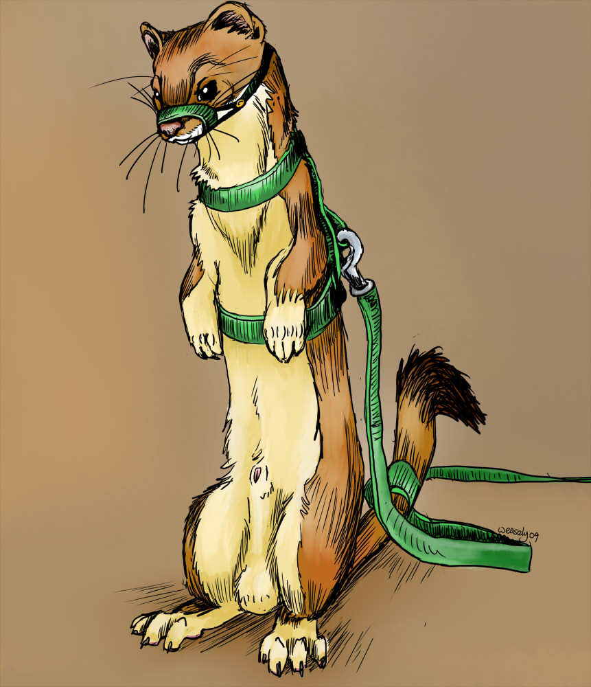 balls bdsm feral harness leash long-tailed_weasel male mammal mustelid muzzle_(object) muzzled sheath solo standing weasel weasely