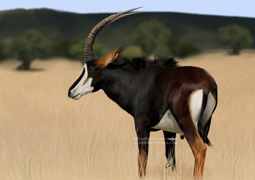 charlie-lang female feral grazing_antelope hooves horn sable_antelope savannah solo teats traditional_media
