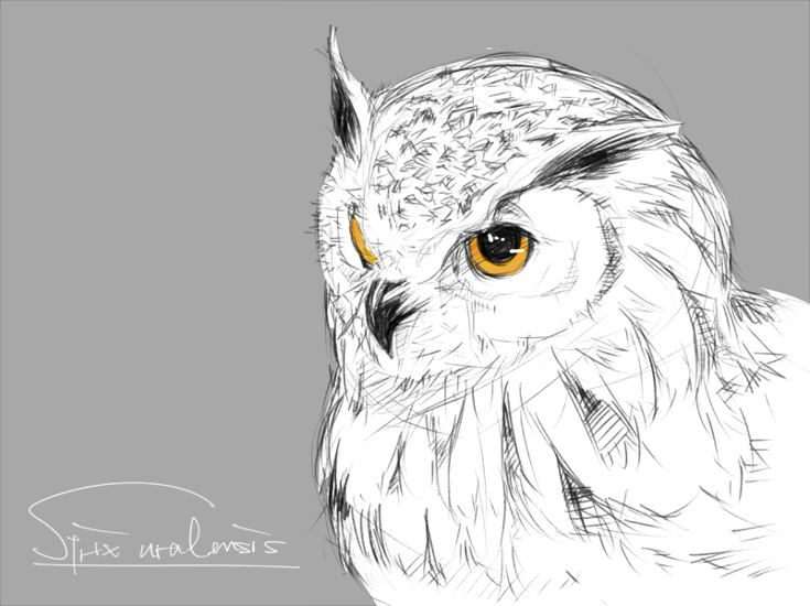 greyscale hrk173 monochrome no_humans original owl simple_background