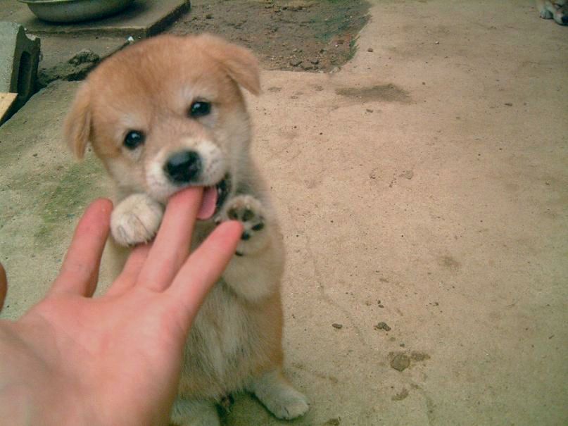 claws cub cute disembodied_hand dog duo feral hand human mammal nom om_nom_nom pawpads photo real standing young