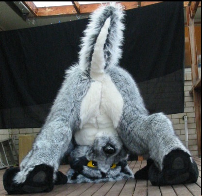 butt canine fursuit male mammal ozkangaroo presenting raised_tail real solo upside_down wolf