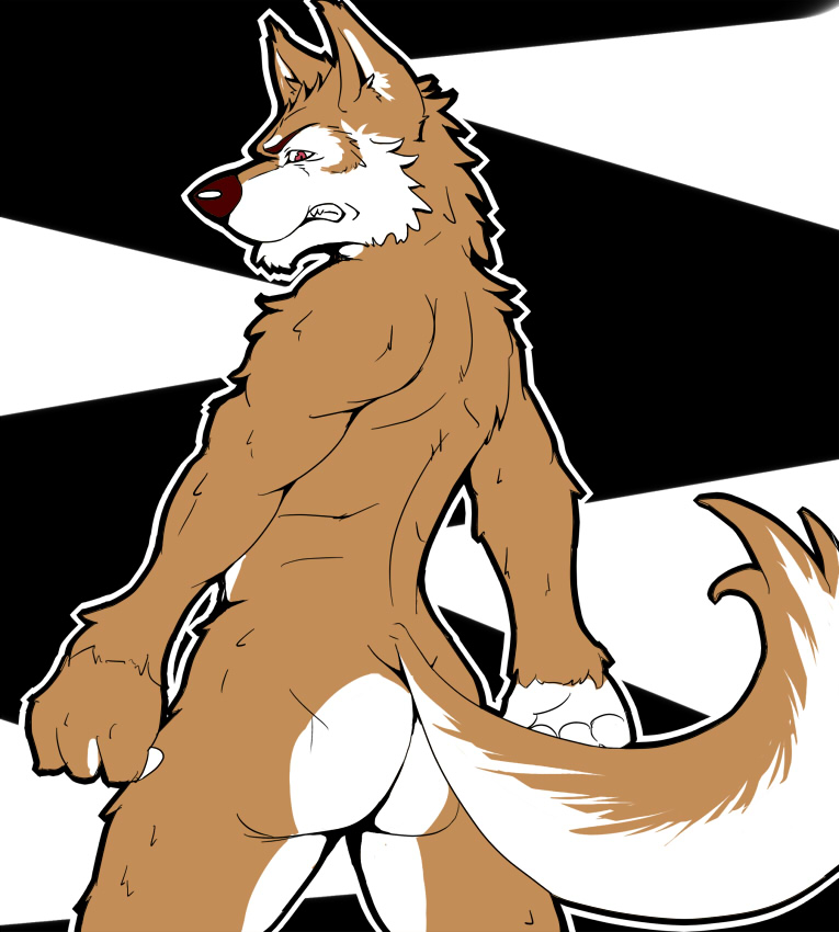 anthro black_background black_nose brown_fur butt canine fluffy_tail fur inoko looking_at_viewer looking_back male mammal nude plain_background red_eyes simple_background solo standing teeth white_background white_fur wolf