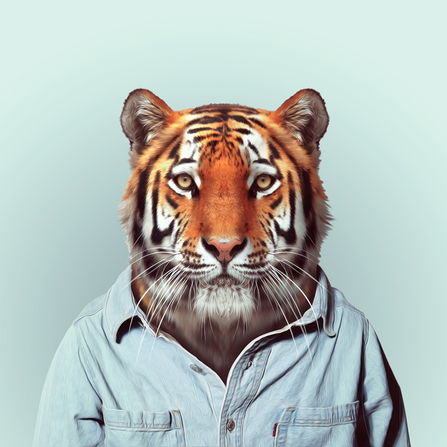 anthro black_fur blue_background clothed clothing feline fur looking_at_viewer mammal markings orange_fur pink_nose plain_background simple_background solo tiger whiskers white_fur yago_partal yellow_eyes