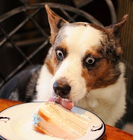 cake canine cute dog food food_devouring_eyes licking mammal omg real tongue