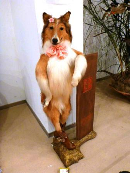anthro border_collie canine cravat creepy cute dead dog flower fur photo real shoes source_request standing taxidermy what