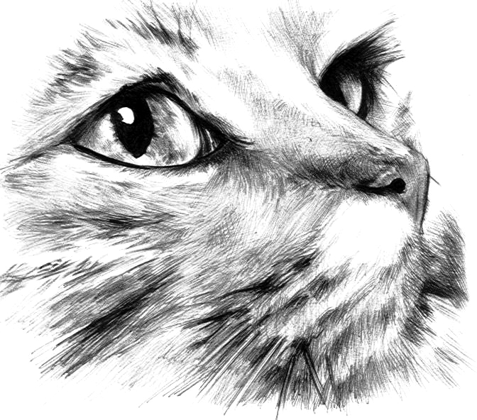 black_and_white cat cat_eyes feline feral fur greyscale luissanchez mammal monochrome realistic sketch slit_pupils solo whiskers