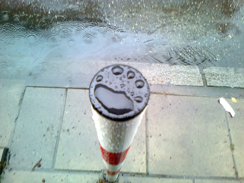 humor paws rain real street