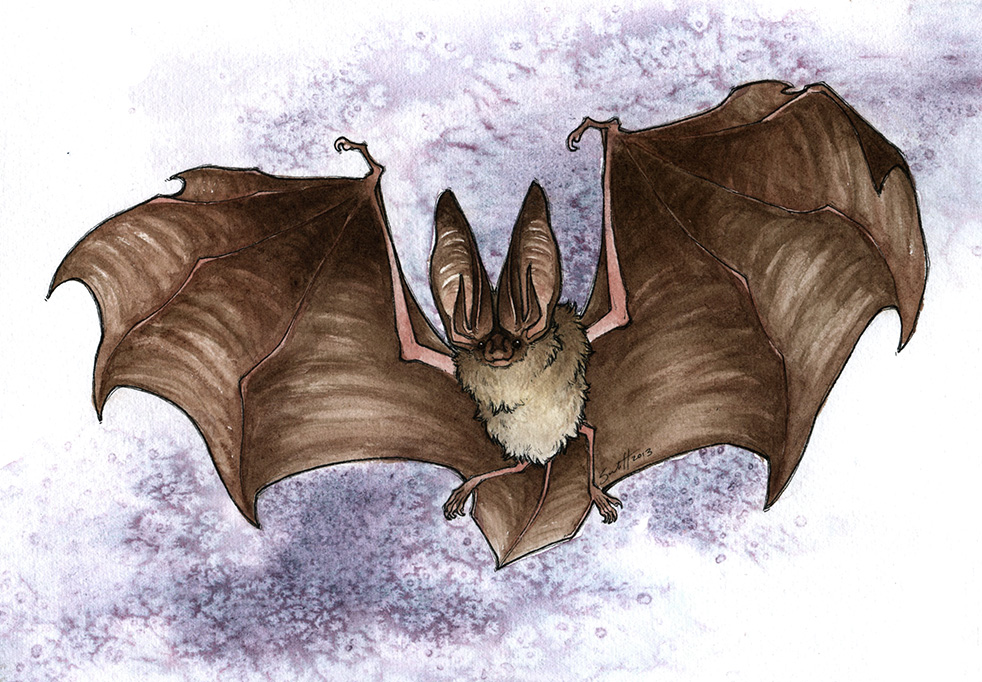 ambiguous_gender bat brown_fur feral flying fur mammal savannah_horrocks solo wings