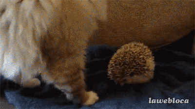 animated_gif cat feline feral fluffy hedgehog jumping mammal real surprise towel watermark wide_eyed wide_eyes