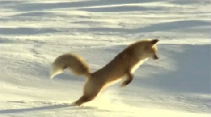 ass_up canine crash fail feral fox jumping loop low_res mammal real snow solo
