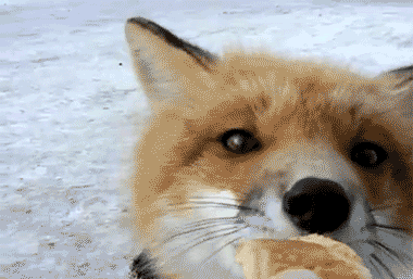 canine cute eating feral fox lol_comments mammal nom real snow