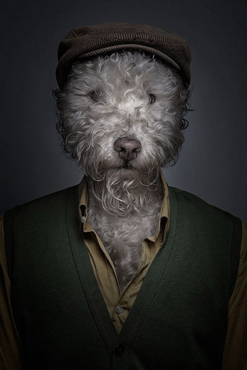 canine clothing edit hat human male mammal photo photo_manipulation portrait sebastian_magnani shirt solo vest