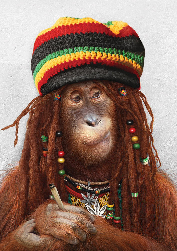 colorful dreadlocks drugs edit male marijuana orangutan photo_manipulation photomanipulation rasta simian yulia_malanina