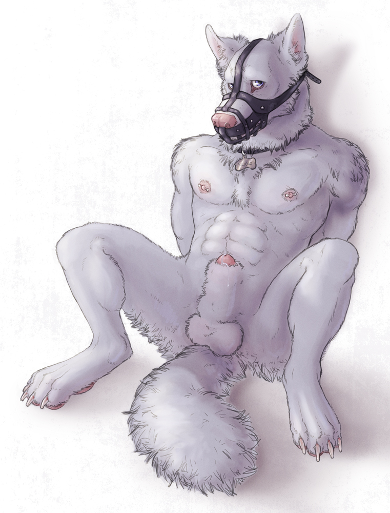 abs anthro arms_behind_back balls canine claws collar digitigrade dog frrit fur grey_eyes grey_fur husky looking_at_viewer male mammal muscles muzzle_(object) muzzled nipple_piercing nipples nude pawpads paws pecs penis penis_tip piercing precum reclining sheath sitting solo spread_legs spreading toe_claws white_fur