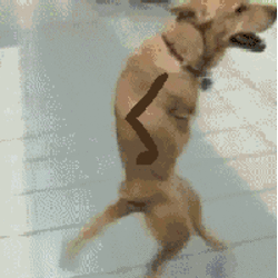 animated canine dog feral happy human jazz_hands low_res mammal meme real unknown_artist