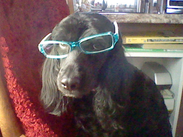 ambiguous_gender black_dog blue_glasses canine mammal photo real