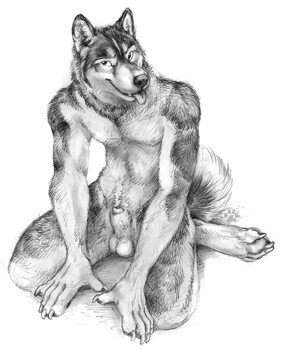 animal_genitalia anthro balls blotch canine canine_penis claws dog hindpaw husky kneeling looking_at_viewer male mammal monochrome nude paws penis penis_tip plain_background sheath solo toe_claws tongue tongue_out white_background