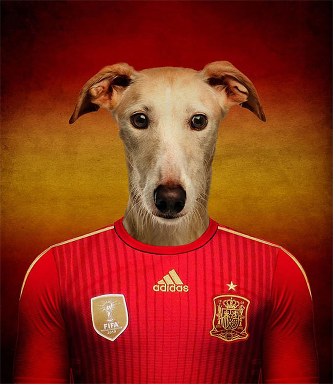 2014 anthro canine dog football galgo greyhound male mammal solo spain spanish spanish_greyhound
