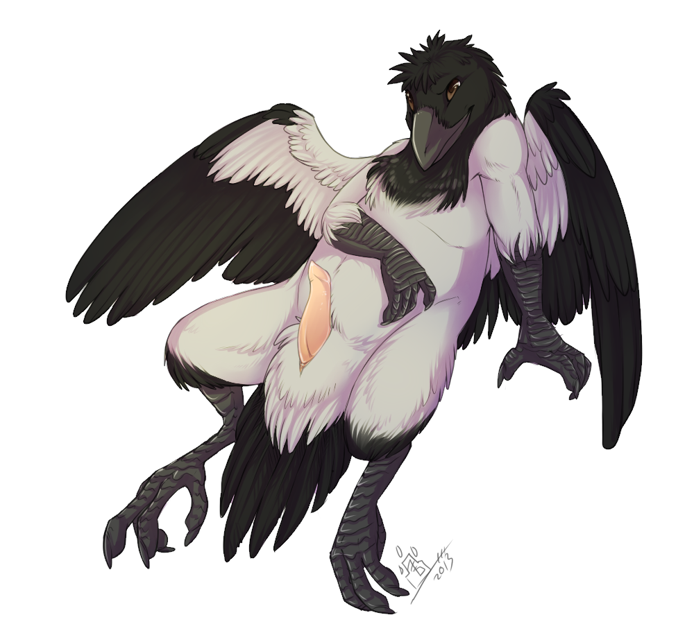 anthro avian beak bird chubby cloaca crow erection feather grostenmeiers jackrow_(character) leaning magpie male nude penis pink_penis plain_background reclining solo talons tapering_penis white_background wings